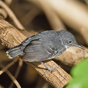 Band-tailed Antbird