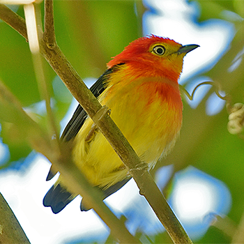 Band-tailed Manakin