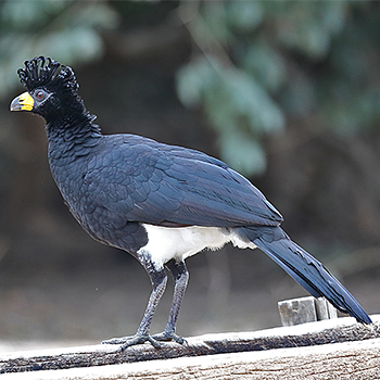 Bare-faced Curassow