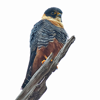 Bat Falcon