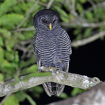 Black-banded Owl