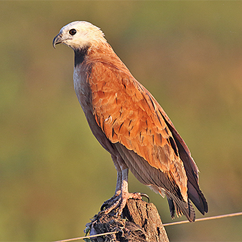 Black-collared Hawk