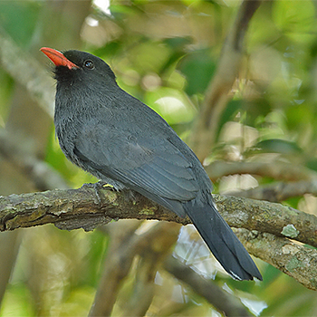 Black-fronted Nunbird