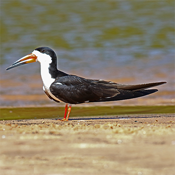 Black Skimmer