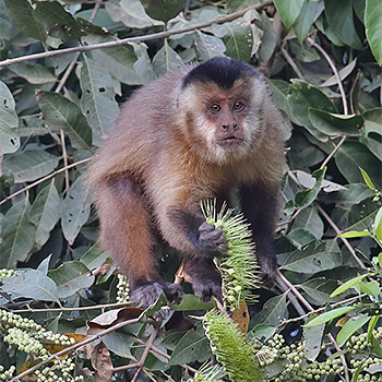 Black-striped Cappuchin