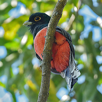 Blue-crowned Trogon