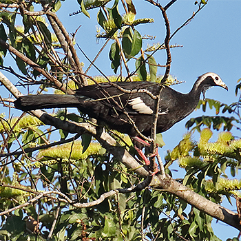 Blue-throated Piping-guan
