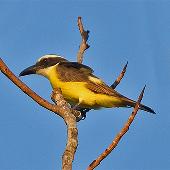 Boat-billed Flycatcher