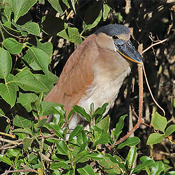 Boat-billed Heron