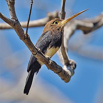 Brown Jacamar