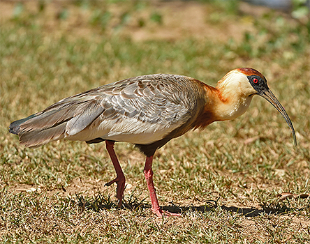 Buff-necked Ibis