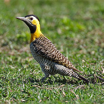 Campo Flicker