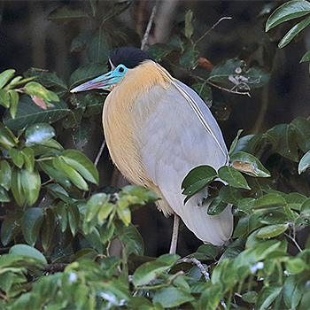 Capped Heron