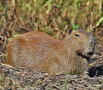 Capybara