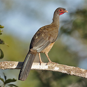 Chaco Chacalaca