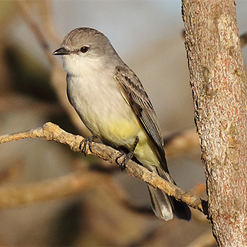 Chapada Flycatcher