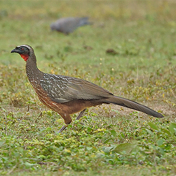 Chestnut-bellied Guan