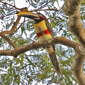 Chestnut-eared Aracari