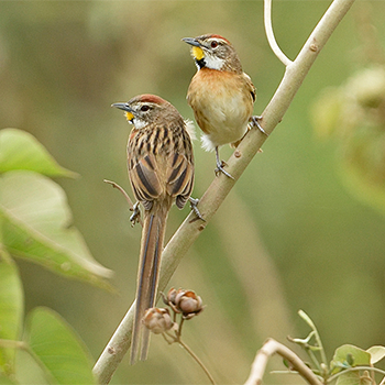 Chotoy Spinetail