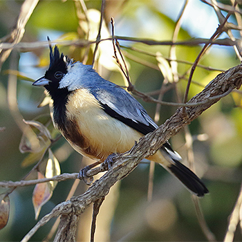 Coal-crested Finch