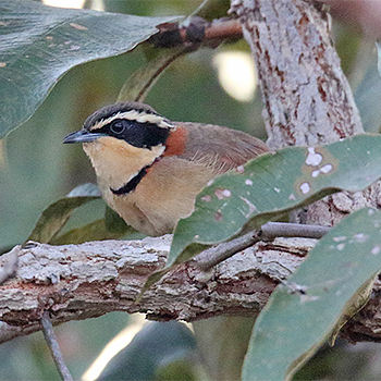Collared Crescentchest