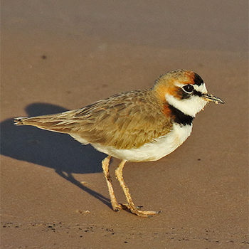Collared Plover