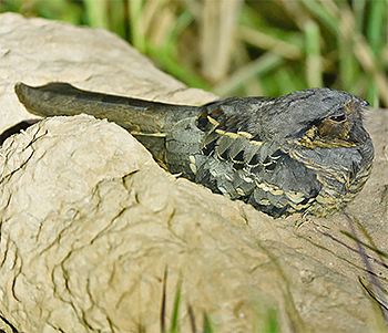 Common Pauraque