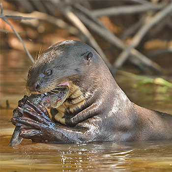 Giant Otter