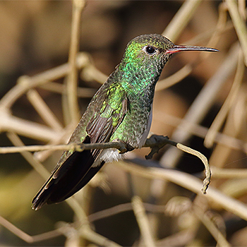 Glittering-throated Emerald