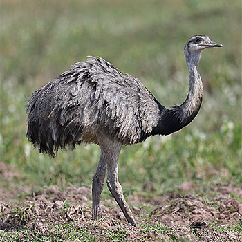 Greater Rhea