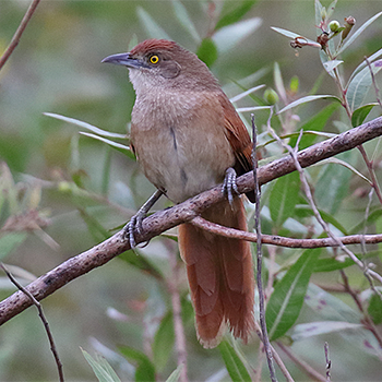 Greater Thornbird