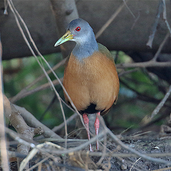 Grey-cowled Wood-rail