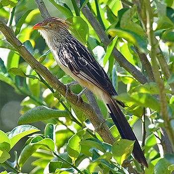 Guira Cuckoo