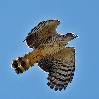 Hook-billed Kite