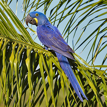 Hyacinth Macaw
