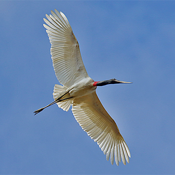 Jabiru