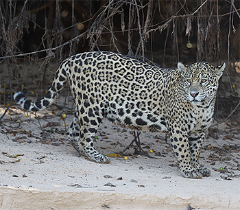 Jaguar