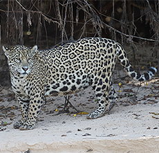 Jaguar