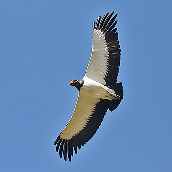 King Vulture