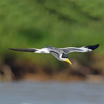 Large-billed Tern