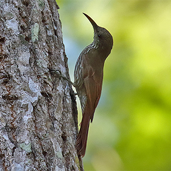 Layard's Woodcreeper