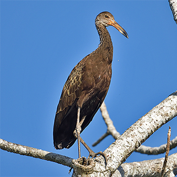 Limpkin