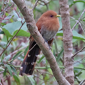 Little Cuckoo