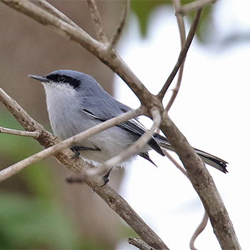 Masked Gnatcatcher
