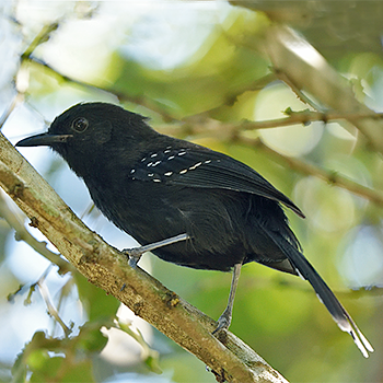 Mato Grosso Antbird
