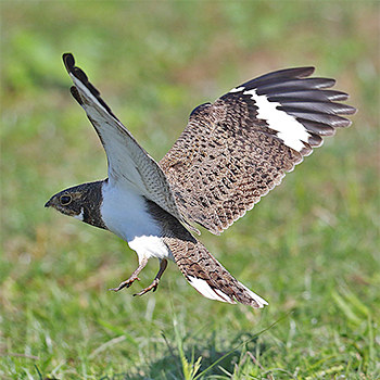 Nacunda Nighthawk