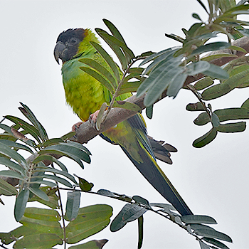 Nanday Parakeet