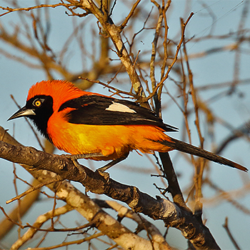 Orange-backed Troupial