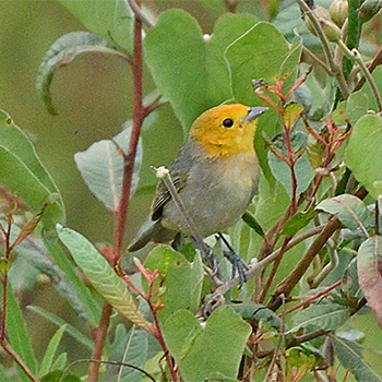Orange-headed Tanager