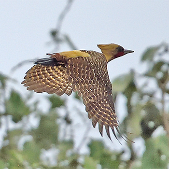 Pale-crested Woodpecker